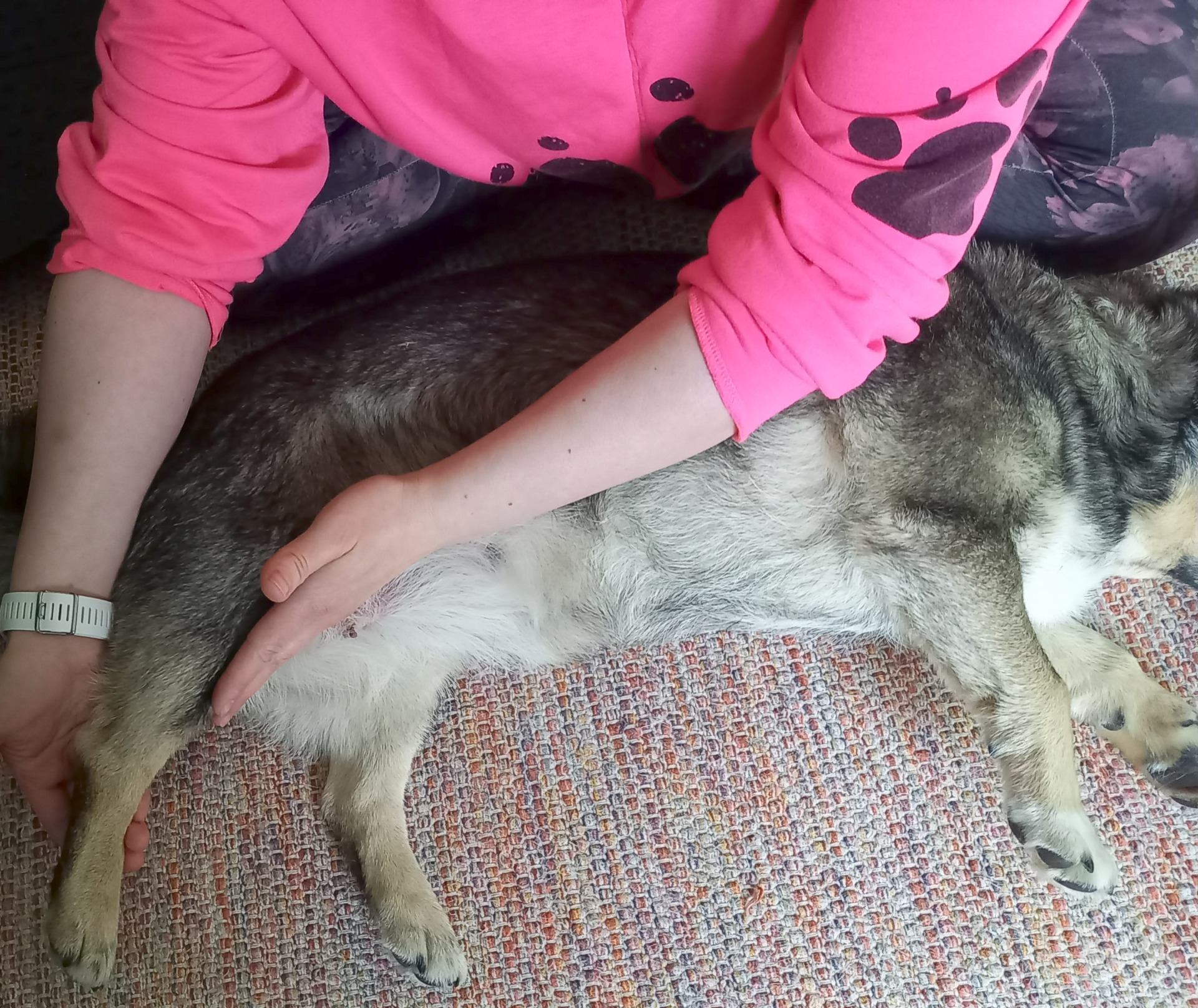 Hierontakäyntiin kuuluu myös mobilisointi ja venyttelyt koiran sen salliessa.